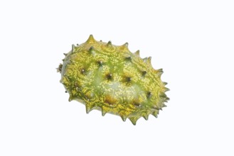 Horned cucumber, kiwano or horned melon (Cucumis metuliferus), fruit on a white background, native