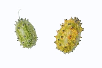 Horned cucumber, kiwano or horned melon (Cucumis metuliferus), fruit on a white background, native