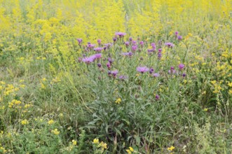 Meadow knapweed (Centaurea jacea), flowering, North Rhine-Westphalia, Germany