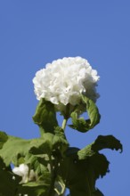 Real snowball or double snowball 'Roseum' (Viburnum opulus), flower, North Rhine-Westphalia,