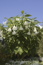 Angel's trumpet (Brugmansia arborea), flowering, ornamental plant, North Rhine-Westphalia, Germany