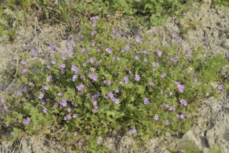 Redstem filaree (Erodium cicutarium), flowering, North Rhine-Westphalia, Germany