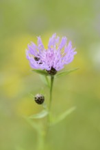 Meadow knapweed or common knapweed (Centaurea jacea), flower, North Rhine-Westphalia, Germany