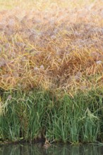 Reed (Phragmites australis, Phragmites communis) in autumn, North Rhine-Westphalia, Germany
