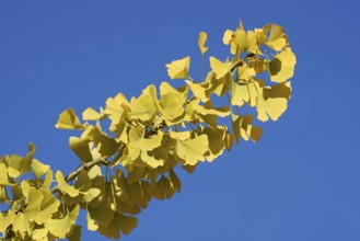 Ginkgo or ginkgo (ginkgo biloba), leaves on a branch in autumn, North Rhine-Westphalia, Germany
