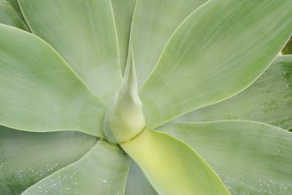 Canary Islands dragon tree agave or gooseneck agave (Agave attenuata), leaves, Fuerteventura,