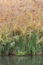 Reed (Phragmites australis, Phragmites communis) at a pond in autumn, North Rhine-Westphalia,