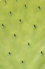 Opuntia (Opuntia robusta), leaf with thorns, detail, occurrence in Mexico