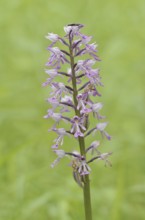 Helm's orchid (Orchis militaris), inflorescence, Kaiserstuhl, Baden-Württemberg, Germany