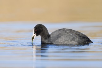 Eurasian Coot or coot rail (Fulica atra) eats water plants, North Rhine-Westphalia, Germany