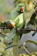 Indian Ringnecked Parakeet or Lesser Alexander's Parakeet (Psittacula krameri manillensis), male