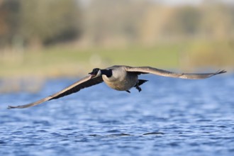 Canada goose (Branta canadensis), flying calling over a lake, North Rhine-Westphalia, Germany