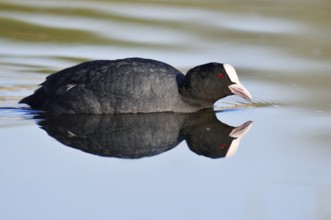 Eurasian Coot or coot rail (Fulica atra) swimming with mirror image, North Rhine-Westphalia,