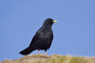 Alpine chough (Pyrrhocorax graculus), Hohe Tauern National Park, Austria