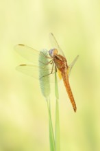 Scarlet Dragonfly (Crocothemis erythraea), freshly hatched male, North Rhine-Westphalia, Germany