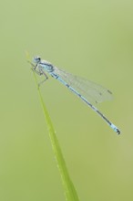 Horseshoe damselfly (Coenagrion puella), male with dewdrops, North Rhine-Westphalia, Germany