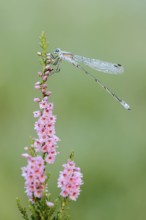Emerald Damselfly (Lestes sponsa), male with dewdrops on flowering heather (Calluna vulgaris),