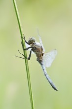 Black-tailed Skimmer (Orthetrum cancellatum), male with dewdrops, North Rhine-Westphalia, Germany