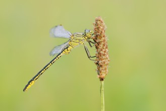 Western Clubtail (Gomphus pulchellus) with dewdrops, North Rhine-Westphalia, Germany