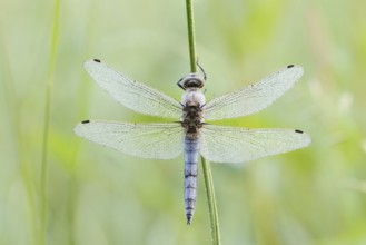 Black-tailed Skimmer (Orthetrum cancellatum), male with dewdrops, North Rhine-Westphalia, Germany
