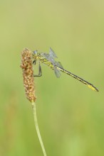 Western Clubtail (Gomphus pulchellus), North Rhine-Westphalia, Germany