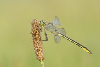 Western Clubtail (Gomphus pulchellus), North Rhine-Westphalia, Germany