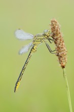 Western Clubtail (Gomphus pulchellus) with dewdrops, North Rhine-Westphalia, Germany