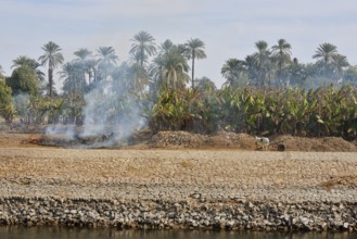 Banana plantation on the banks of the Nile, Egypt