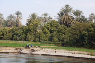 Riverside landscape on the Nile with date palms (Phoenix dactylifera), Nile Valley, Egypt