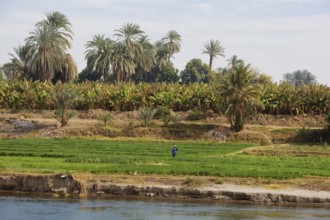 Field and banana plantation on the banks of the Nile, Egypt