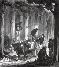 Collecting turpentine from turpentine pistachio stems, Mediterranean region, around 1880,