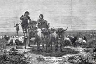 Shepherds in the Landes, Les Landes, France, were traditionally Black-winged Stilt walkers who