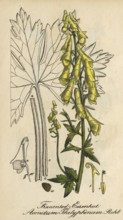 European poisonous plants, Aconitum thelyphonumi, old name (synonym) for Aconitum lycoctonum subsp.