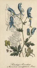 European poisonous plants, garden monkshood, Aconitum variegatum, also known as spotted monkshood,