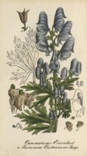 European poisonous plants, garden monkshood, Aconitum x cammarum, authentic, digitally restored
