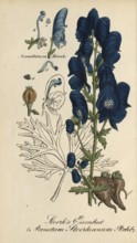 European poisonous plants, Aconitum Stoerkianum, Monkshood variant, authentic, digitally restored