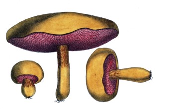 European poisonous plants, reticular witch bolete, Suillellus luridus, Syn. Boletus luridus,