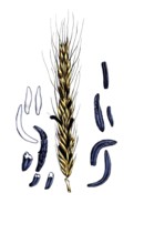 European poisonous plants, ergot, poisonous permanent form, sclerotium, of the fungus Claviceps