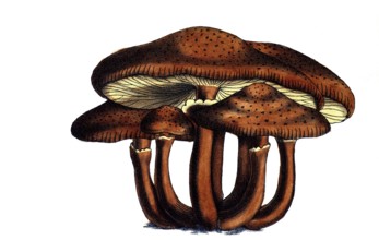 European poisonous plants, Dark Honey Ash or Common Honey Ash, Armillaria ostoyae, Syn. Armillaria