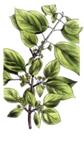European poisonous plants, Purgier buckthorn, Rhamnus cathartica, digitally restored reproduction