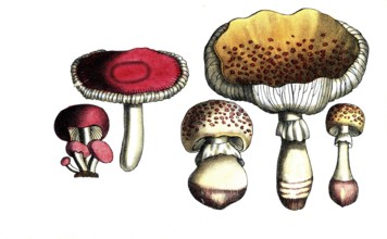 European poisonous plants, pink radish helmet, Agaricus roseus and Agaricus subescens, reddish leaf