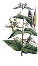 European poisonous plants, white swallowwort, Cynanchum vincetoxicum, digitally restored