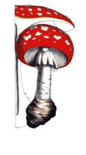 European poisonous plants, toadstool, Amanita muscaria, digitally restored reproduction from a 19th