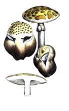 European poisonous plants, cone-hind or pointed leaf mushroom, Amanita virosa, digitally restored