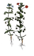 European poisonous plants, field gauchheil, Anagallis arvensis, digitally restored reproduction