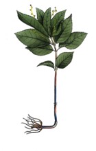 European poisonous plants, wild ginger herb, Mercurialis perennis, digitally restored reproduction