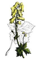 European poisonous plants, wolf aconite, Aconitum lycoctonum, syn. A. vulparia, digitally restored