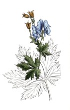 European poisonous plants, Aconitum nasutum, long-nosed aconite, digitally restored reproduction