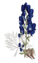 European poisonous plants, aconite störkianum, aconite variant, digitally restored reproduction