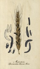 European poisonous plants, ergot, poisonous permanent form, sclerotium, of the fungus Claviceps